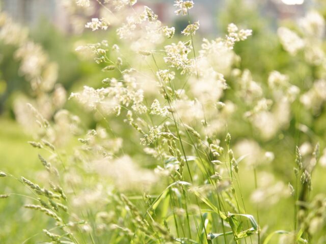 Comment atténuer vos allergies saisonnières cet été : conseils pratiques