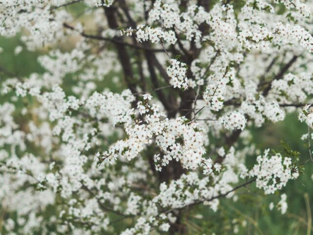 Se préparer aux allergies saisonnières au printemps